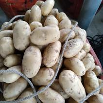 土豆、精品新鲜土豆大量上市、表面光滑、地头直供、一手货源