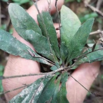 野生白花地胆头白背草白背仔