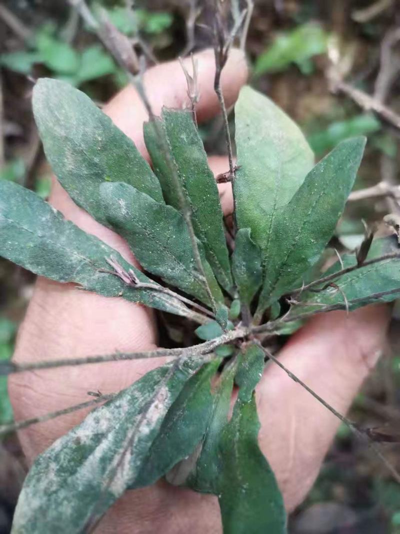 野生白花地胆头白背草白背仔
