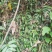 野生白花地胆头白背草白背仔
