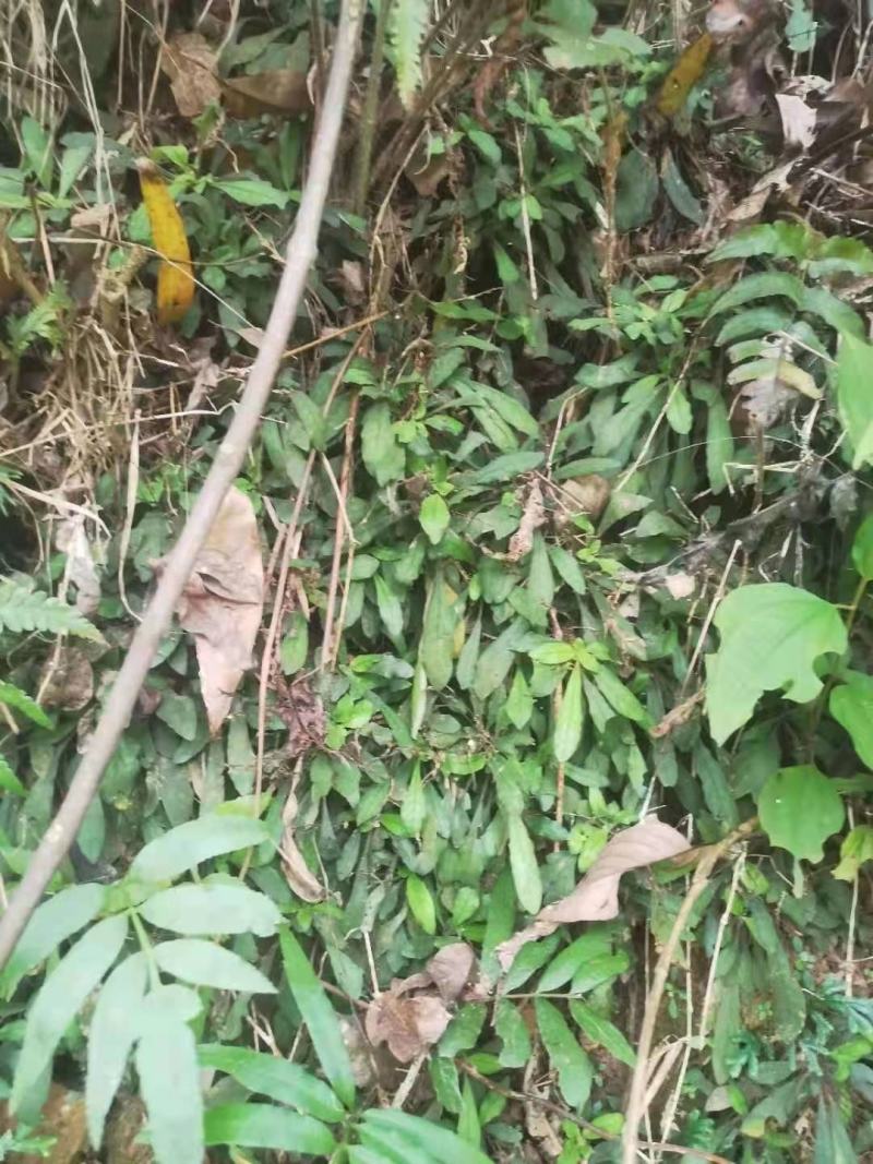 野生白花地胆头白背草白背仔