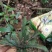 野生白花地胆头白背草白背仔