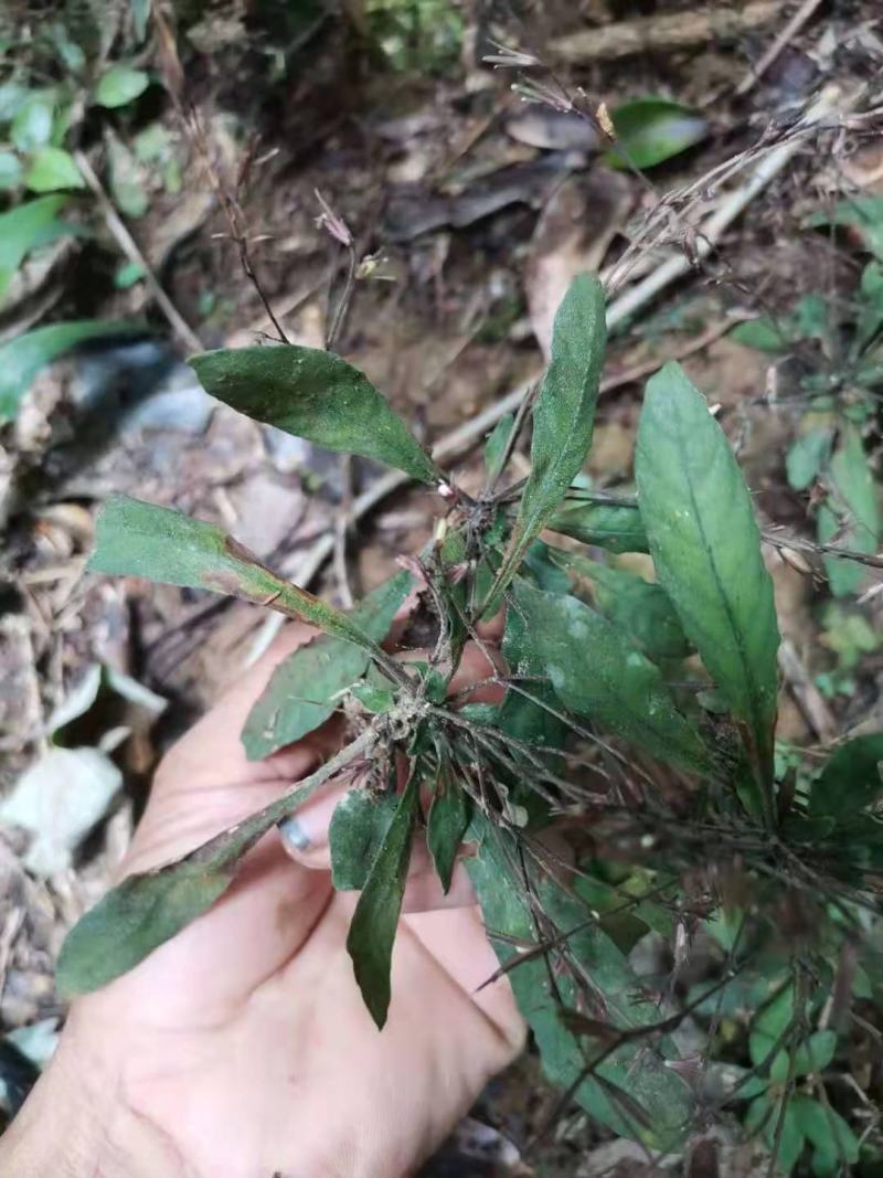 野生白花地胆头白背草白背仔