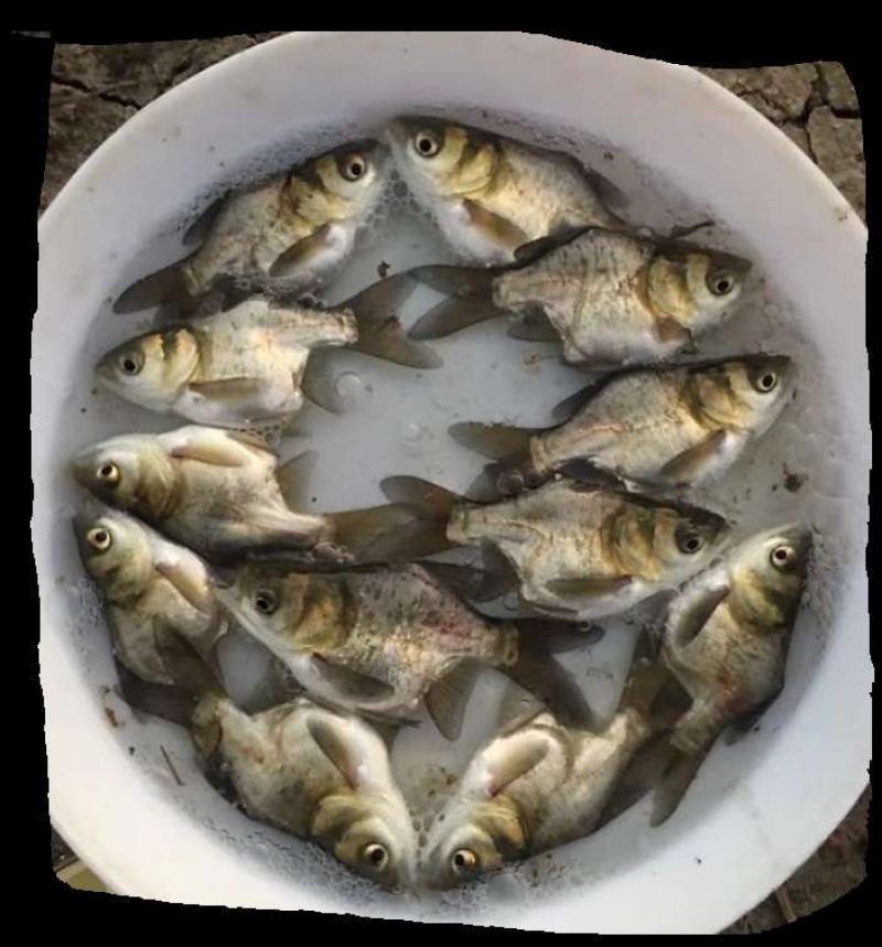 花鲢鱼苗(鳙鱼苗)各种规格，一斤二百尾到几十尾