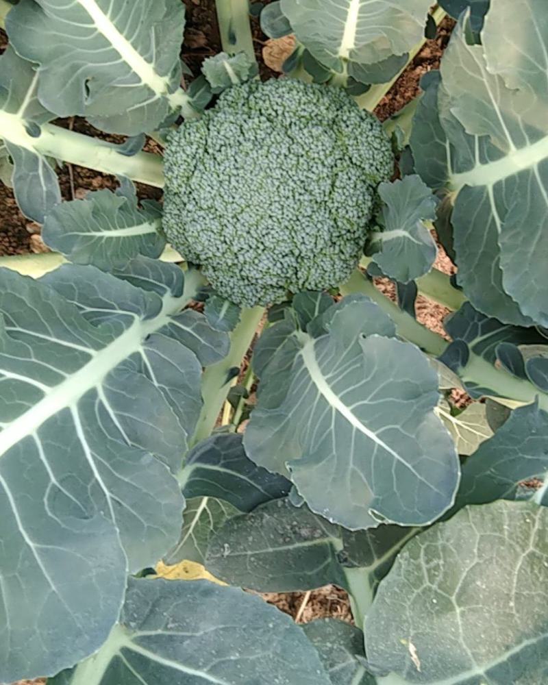 大量优质西兰花上市