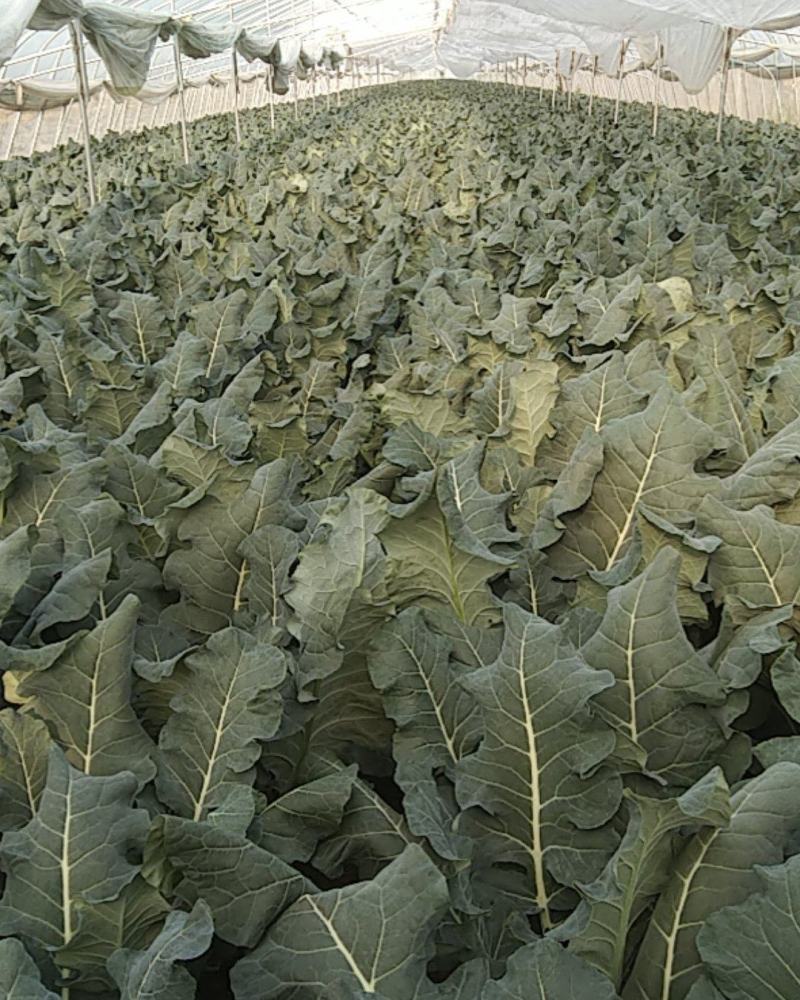 大量优质西兰花上市