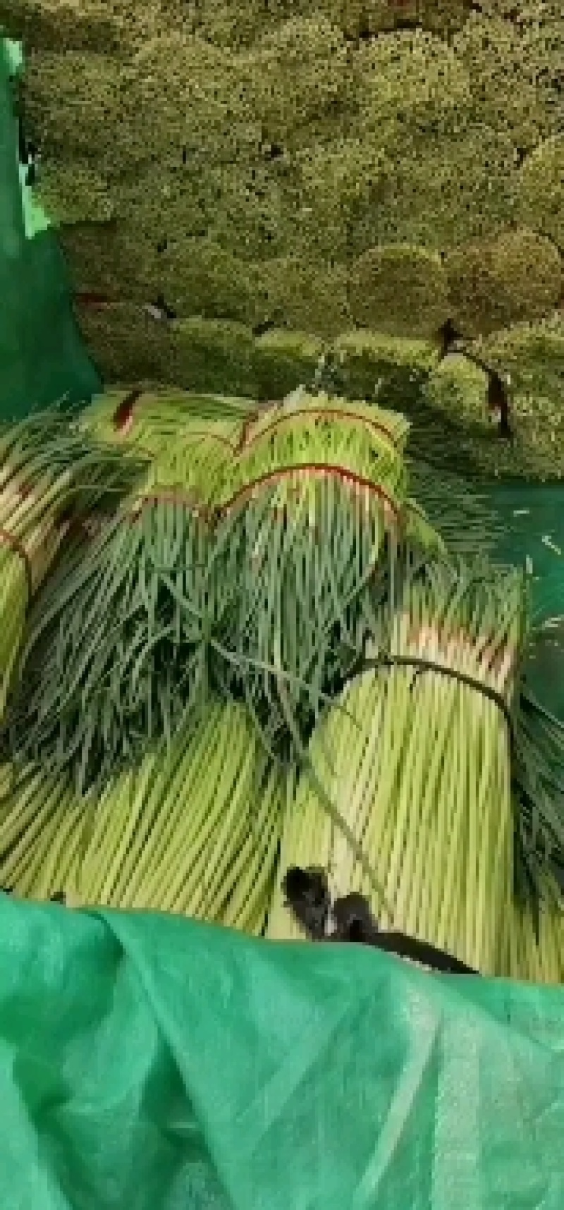 河南优质早熟红帽蒜苔/杂交红帽蒜商超直供