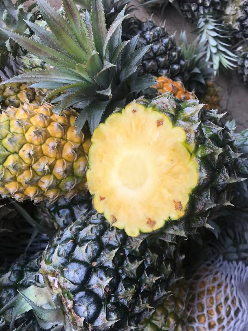 【送菠萝刀】徐闻菠萝一件代发当天采摘当天发货
