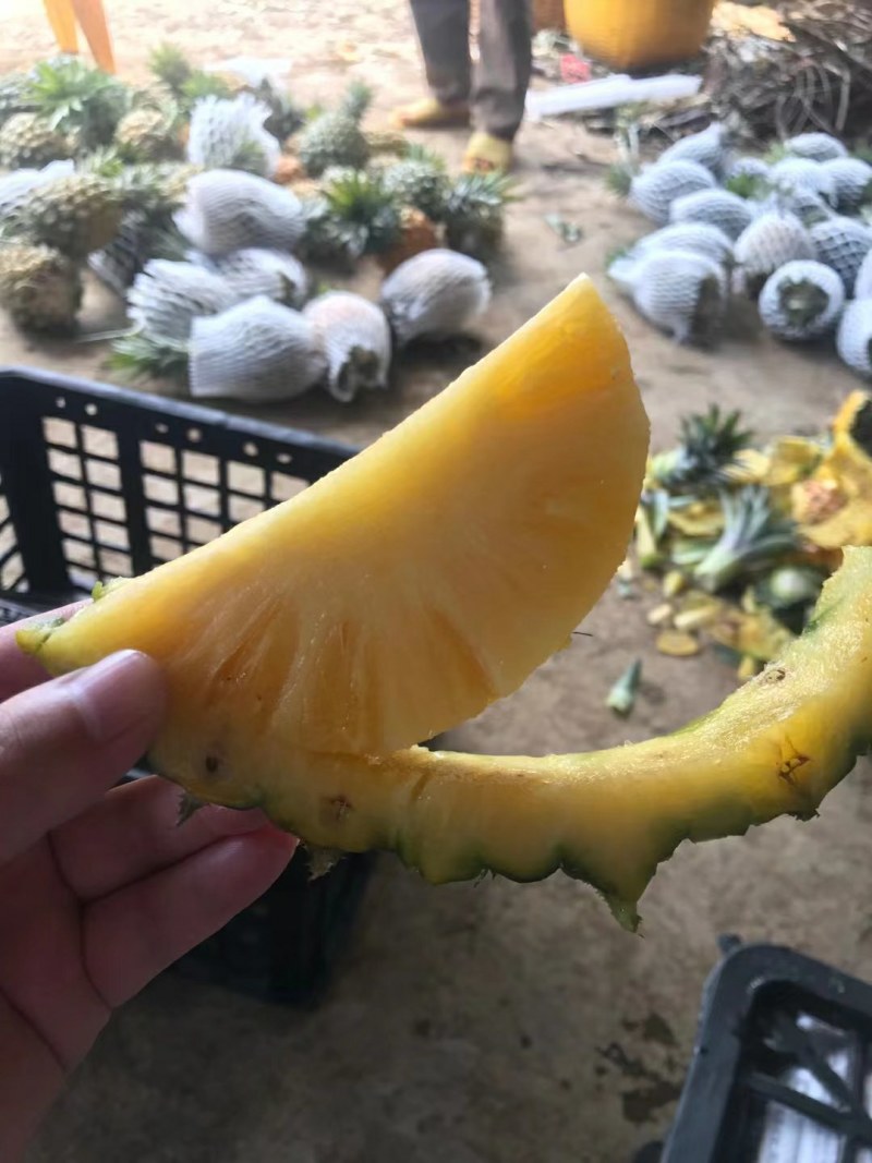 【送菠萝刀】徐闻菠萝一件代发当天采摘当天发货