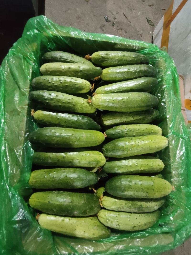 旱黄瓜，小黄瓜产地直发保质保量诚信商家