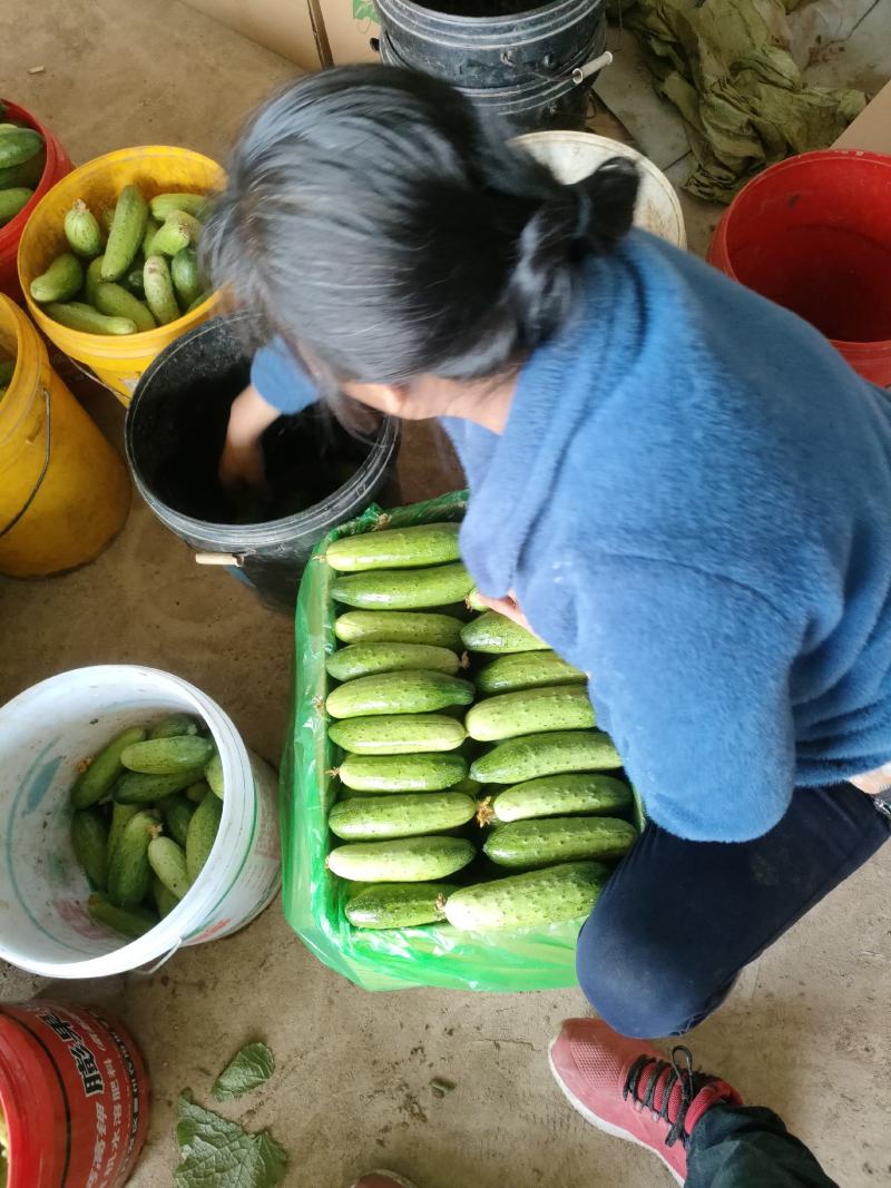 旱黄瓜，小黄瓜产地直发保质保量诚信商家