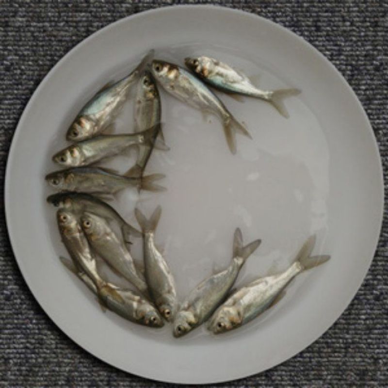 白鲢鱼苗(洪湖本地孵化鱼苗)长势快，成活率高