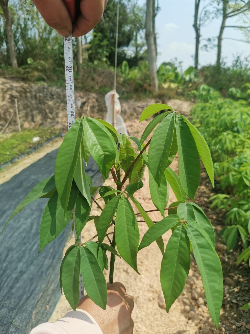 美人树（美丽异木棉）