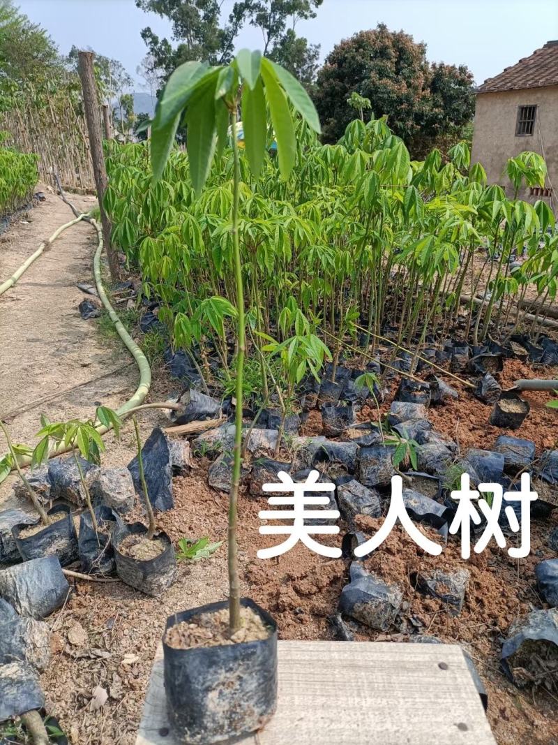 美人树（美丽异木棉）