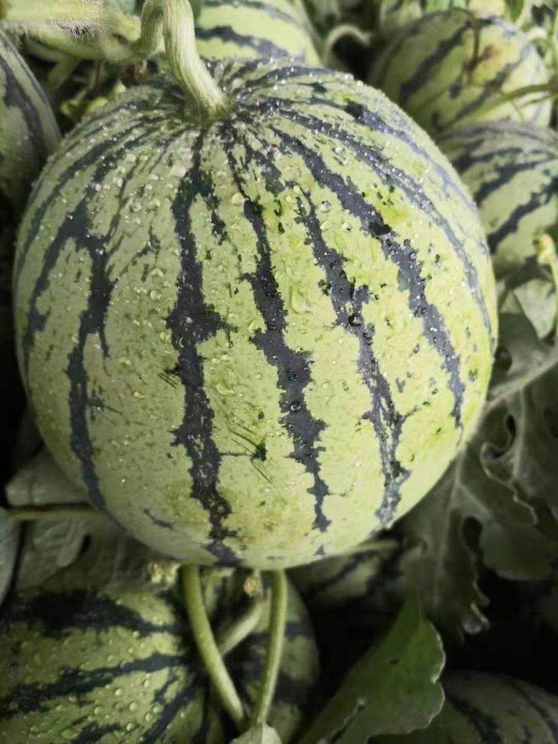 精品美都西瓜，安徽8424西瓜产地直销成熟度高皮毛