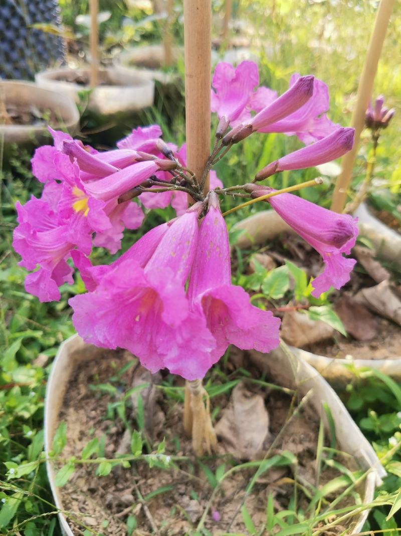 紫花多花风铃木（8公分袋子）