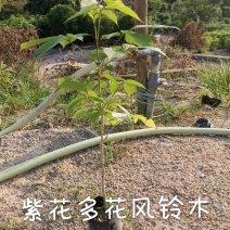 紫花多花风铃木（8公分袋子）