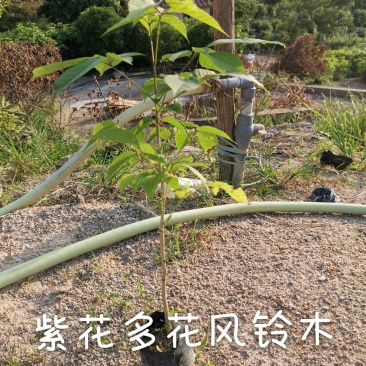 紫花多花风铃木（8公分袋子）