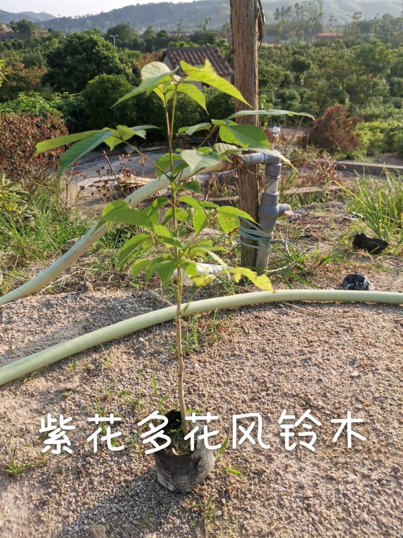 紫花多花风铃木（8公分袋子）