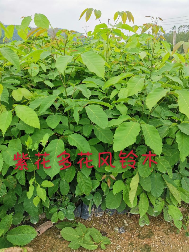 紫花多花风铃木（8公分袋子）