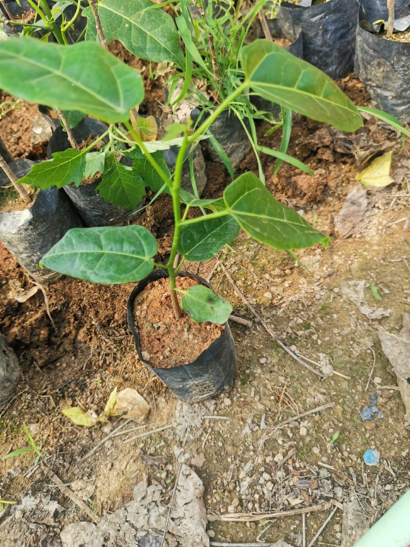 澳洲火焰木（8公分袋子）