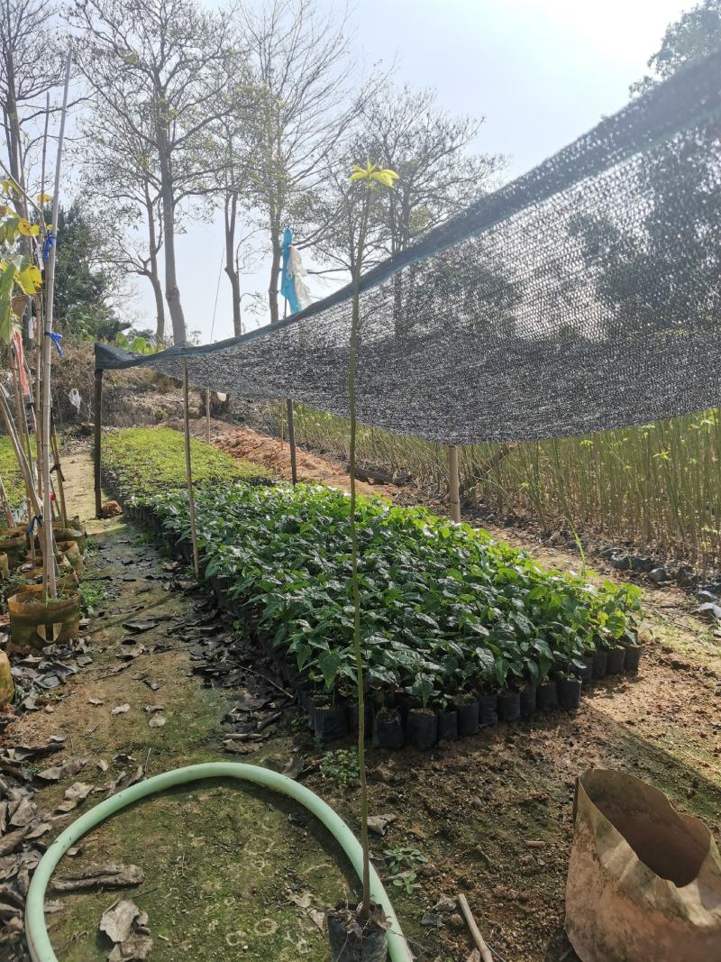澳洲火焰木（8公分袋子）