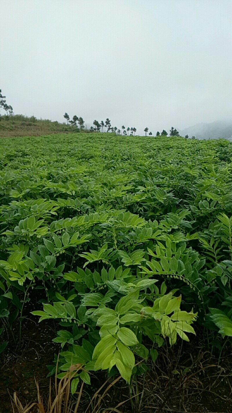 猪屎尾，正宗湘玉竹种！！高禾玉竹种。二年玉竹种茎