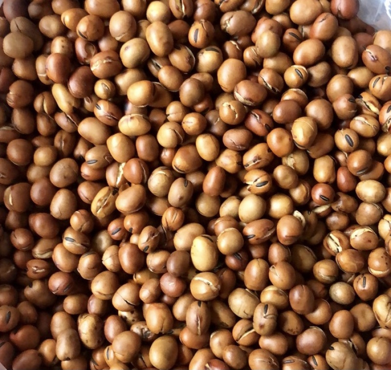 精品蚕豆龙眼豆童年小吃干货炒货常年供应