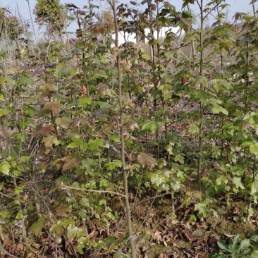 枫香江西枫香3-4公分大量供应