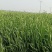 【畅销榜推荐】正宗普罗旺斯番茄安徽泗县基地，全国发货
