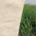 【畅销榜推荐】正宗普罗旺斯番茄安徽泗县基地，全国发货