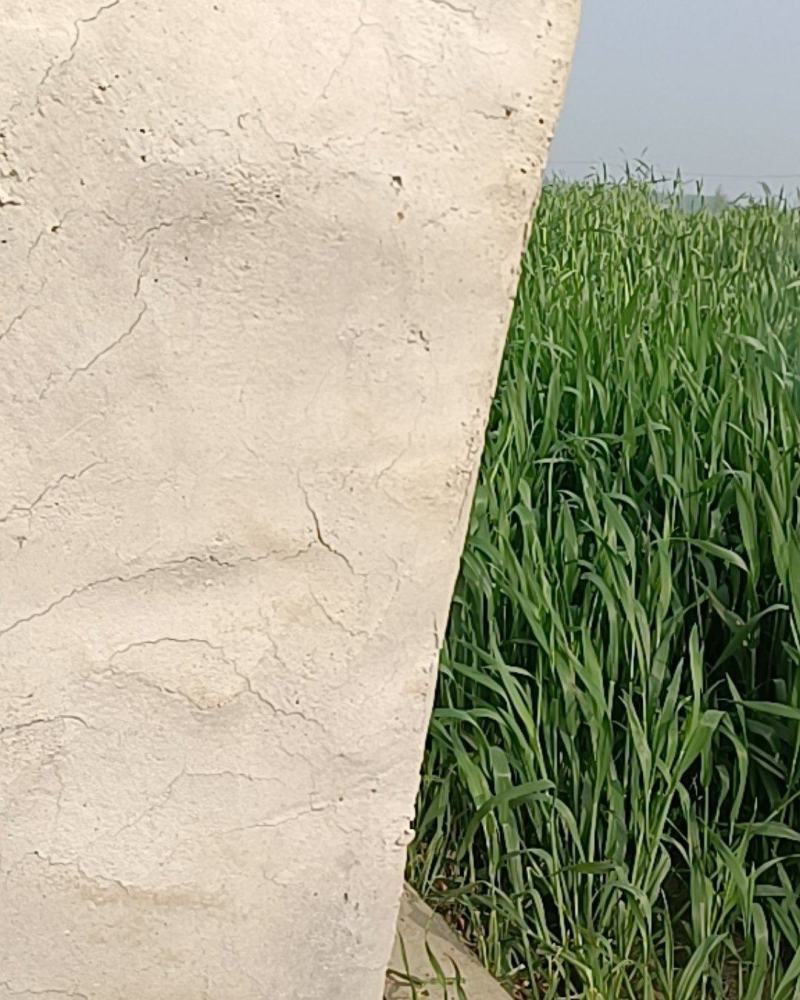 【畅销榜推荐】正宗普罗旺斯番茄安徽泗县基地，全国发货