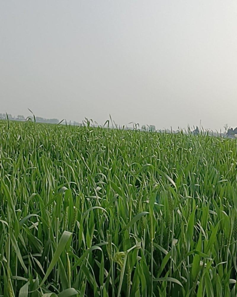 【畅销榜推荐】正宗普罗旺斯番茄安徽泗县基地，全国发货