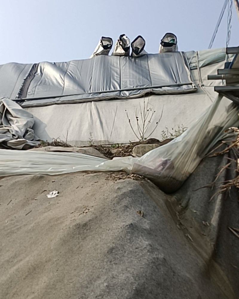 【畅销榜推荐】正宗普罗旺斯番茄安徽泗县基地，全国发货