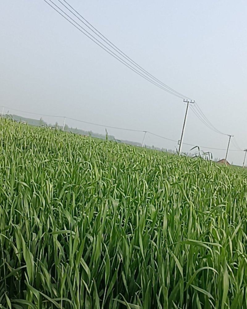 【畅销榜推荐】正宗普罗旺斯番茄安徽泗县基地，全国发货