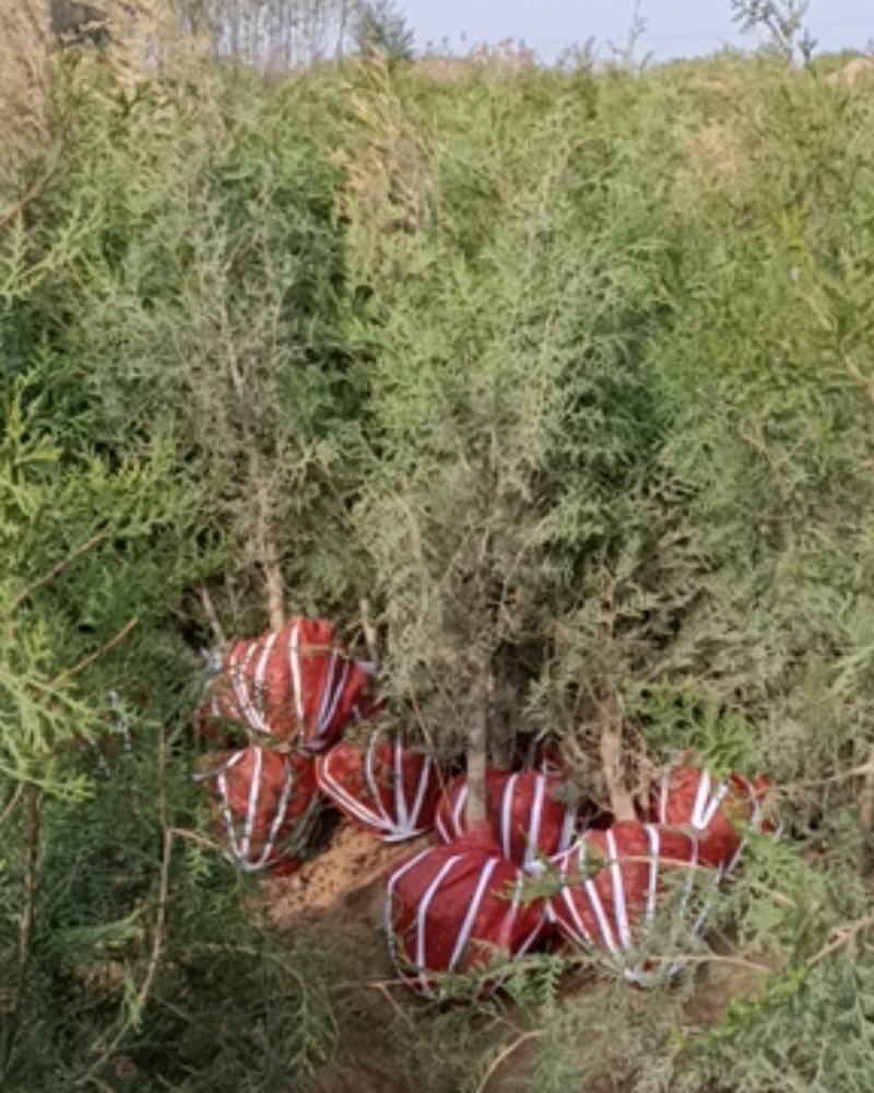 侧柏1——5米大量供应，各种规格各种质量都有