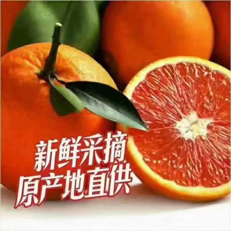 推荐秭归中华红雪橙大量上市口感甜果面好，提供洗果包产地