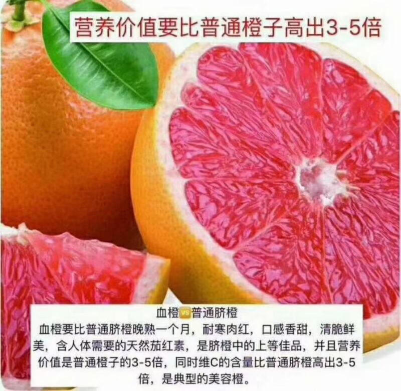 推荐秭归中华红雪橙大量上市口感甜果面好，提供洗果包产地