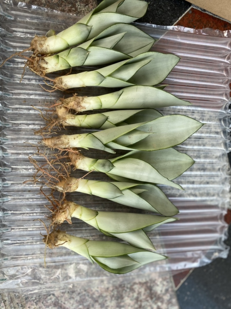 虎皮兰