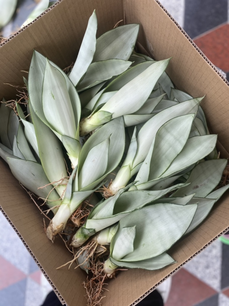 虎皮兰
