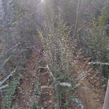 小叶女贞大量供应江西小叶贞