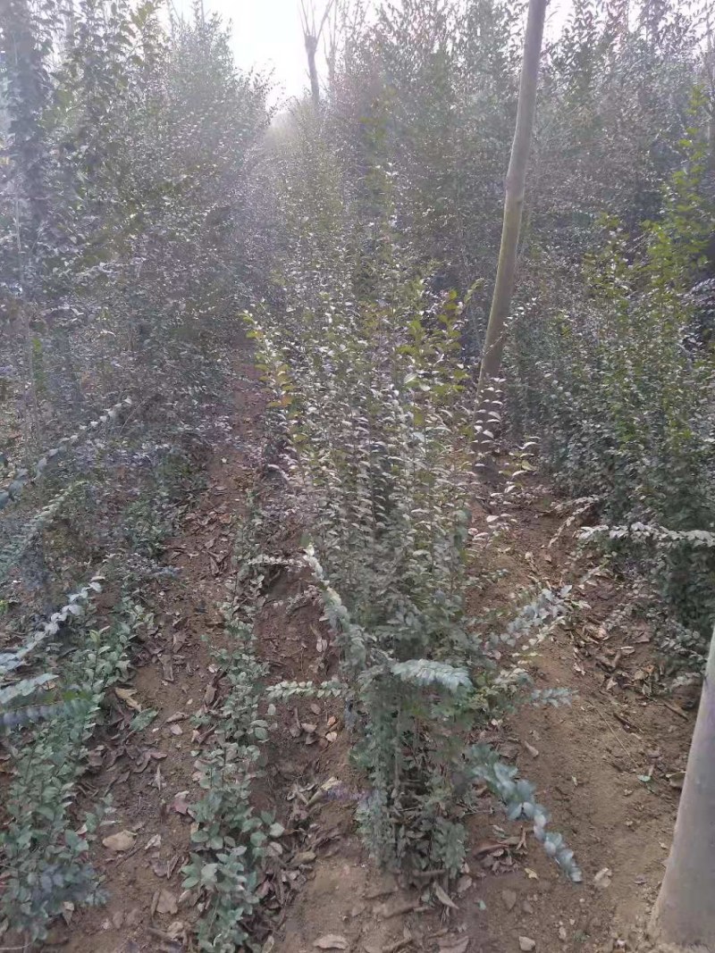 小叶女贞大量供应江西小叶贞