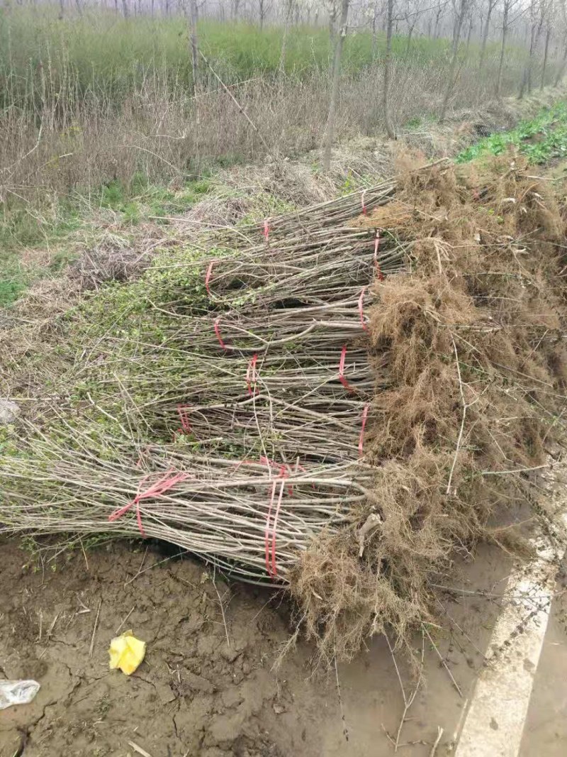 小叶女贞大量供应江西小叶贞