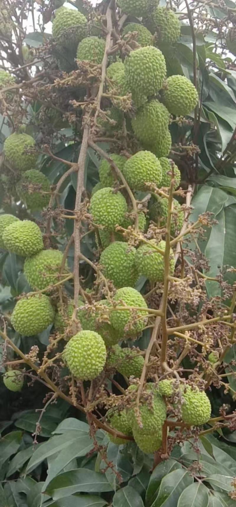 茂名电白妃子笑