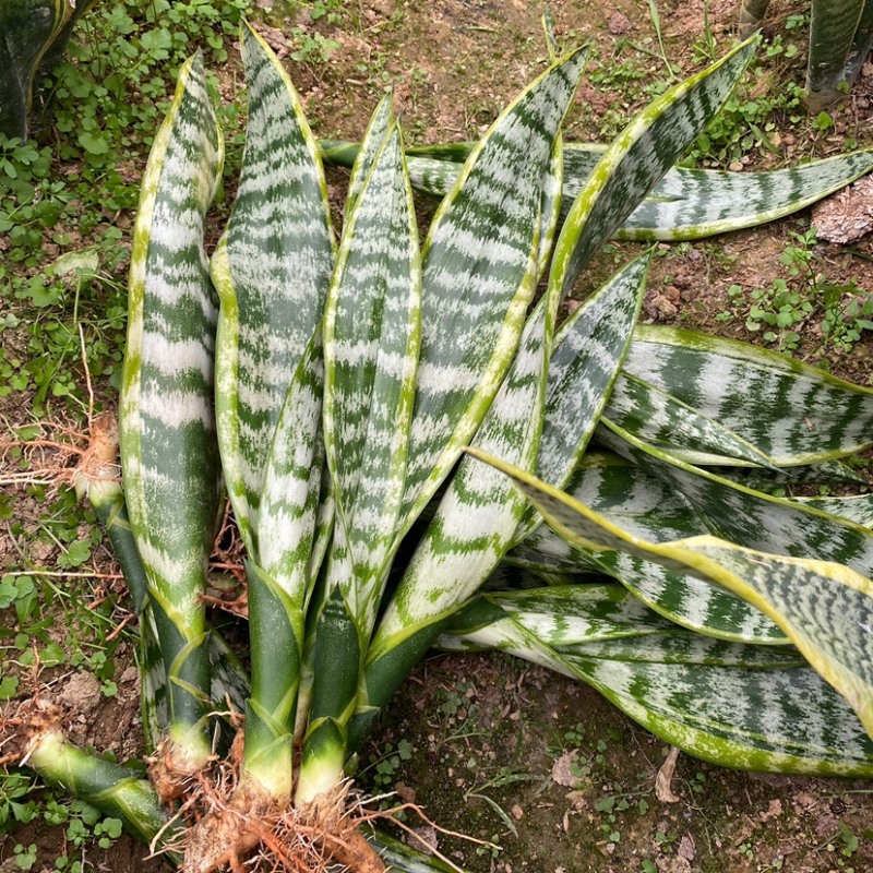 金边虎皮兰