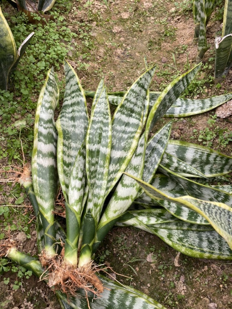金边虎皮兰