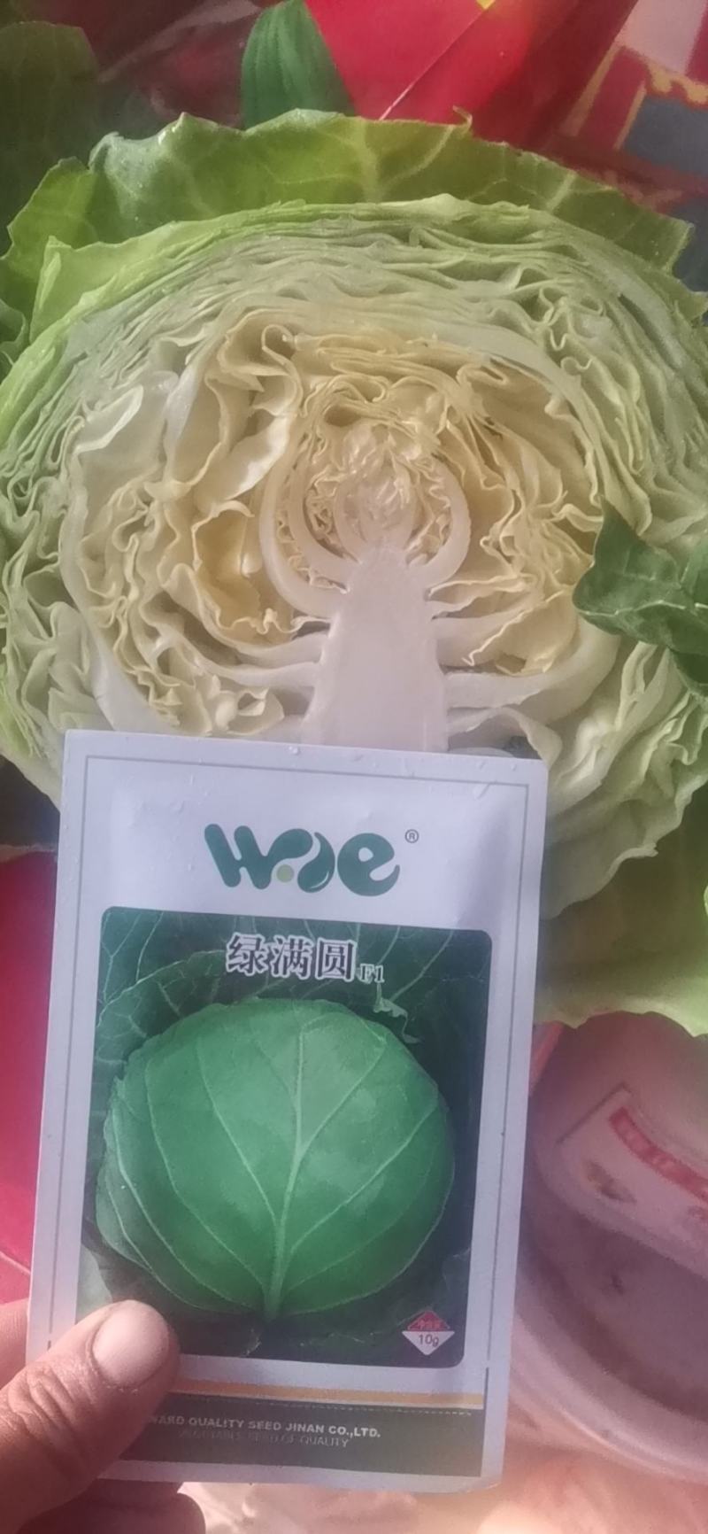 黄心松软型绿甘蓝种子全国各地物流快递包邮到家