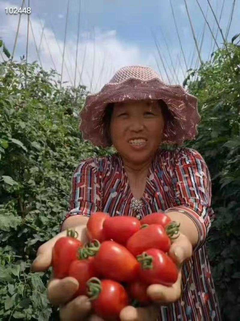圣女果