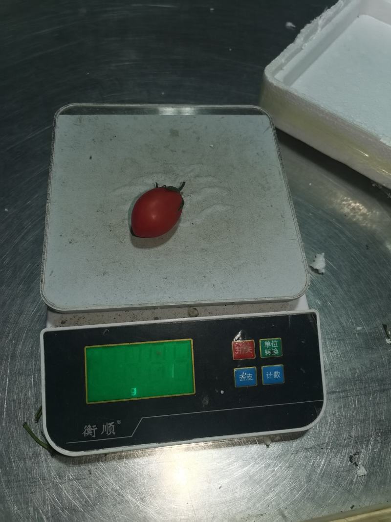 圣女果