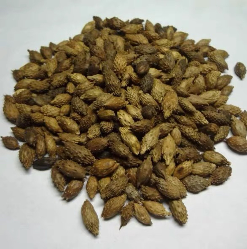 中药材苍耳子货品质量保证批发各种中药材